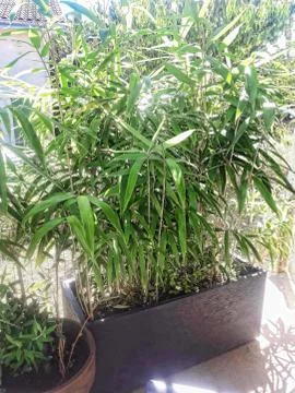 Some bamboos in a planter Stock Photos