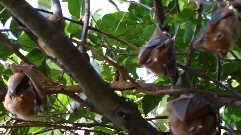 Some bats hanging from branches of an African tree Stock Footage 100665493