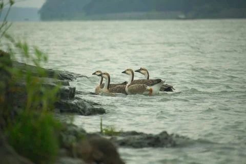 Some beautiful king ducklings in cloudy environment Stock Photos