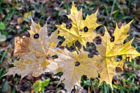 Some beautiful maple leaves Stock Photos