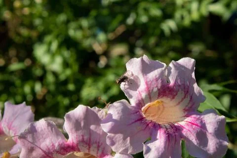 Some Beautiful Pink Flowers With A Posing Fly Stock Photos