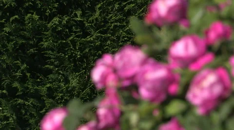 Some beautiful roses Stock Footage 59616981