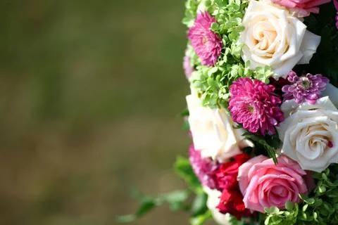 Some beautiful roses Stock-Fotos