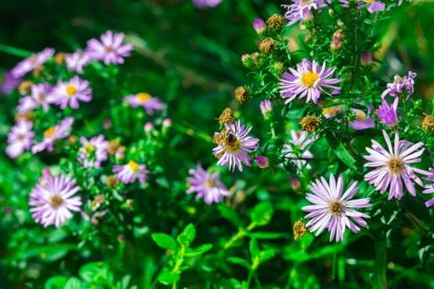 Some bees are pollinating the glaucous asters Stock Photos