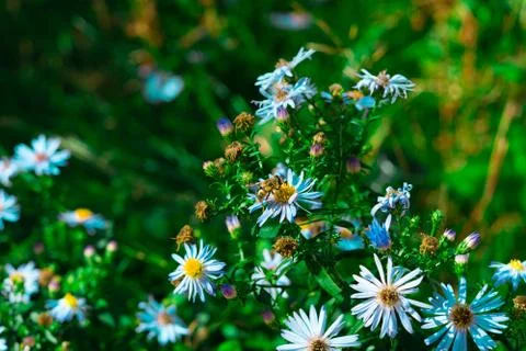 Some bees are pollinating the glaucous asters Stock Photos