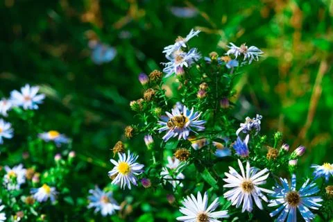 Some bees are pollinating the glaucous asters Stock Photos