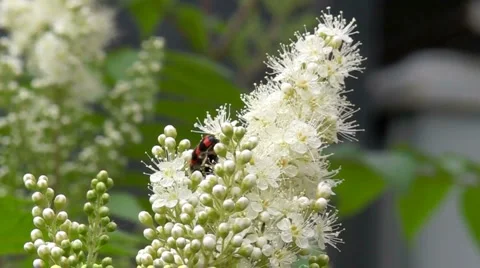 Some bees fly above flowers Stock-Footage 991864