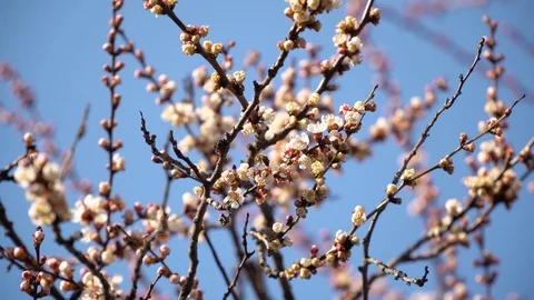 Some bees fly around and pollinate flowers of an apricot tree 動画素材 127667821