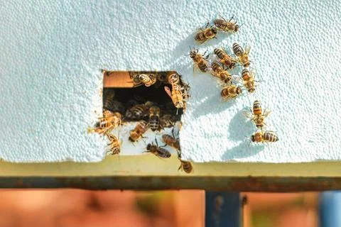 Some bees inside and outside the hive house Stock Photos