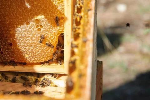 Some bees working in your comb while one alone bee fly around it Stock Photos