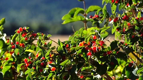Some berrys wave by strong wind 库存影片 90437733