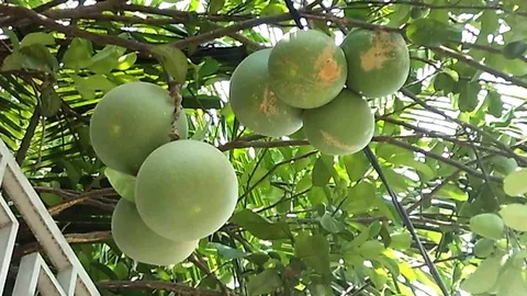 Some big pomelo fruit hanging on the tree Stock Footage 121557447