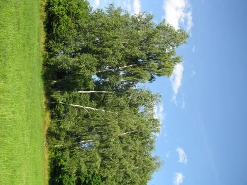 Some birches in the foreground. Stock Photos