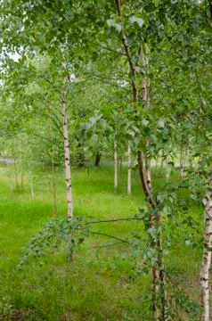 Some birches Stock Photos