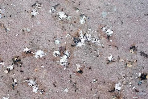 Some bird poop on the ground Stock Photos