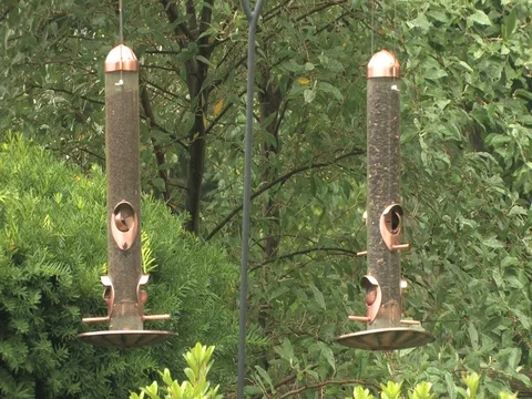Some Birds Having Fun On A Sunny Day Visiting An Outdoor Bird Feeder Stock Footage 127406477