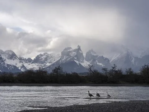 Some birds at a river near Cuernos del Paine mountains in Patagonia Stock Photos