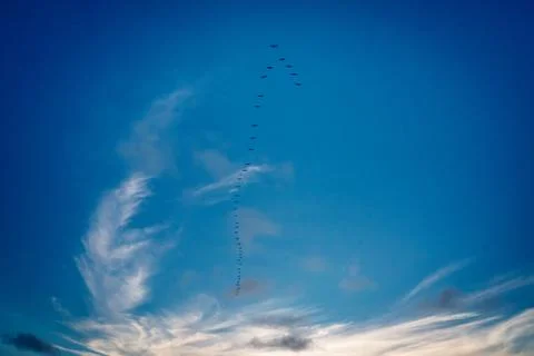 Some birds in V form migrating Stock Photos