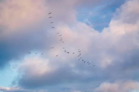 Some birds in V form migrating Stock Photos