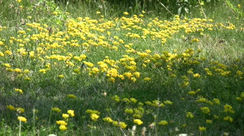 Some birdsfoot trefoil wildflowers are absorbing the sunlight (High Definition) Stock Footage