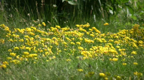Some birdsfoot trefoil wildflowers are absorbing the sunlight (High Definition) Stock Footage