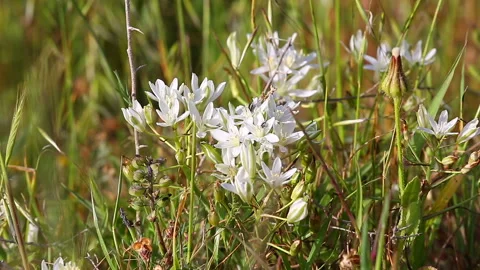 Some black bugs on small white flowers Stock Footage 91459386
