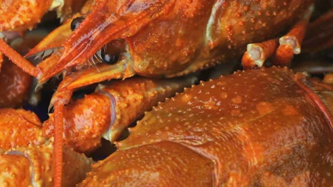 Some boiled crawfish. Stock Footage 95210259