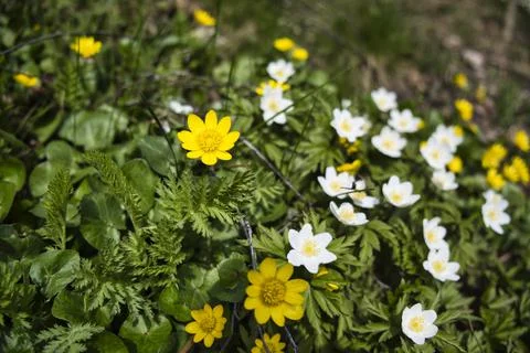 Some Boring Flowers Stock Photos
