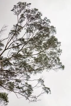 Some branches of an eucalyptus tree against an overcast sky, in the hillside  Stock-Fotos