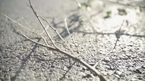 Some branches fell down the country road,sun cast beautiful shadows Stock Footage 165436329