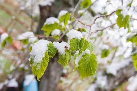 Some branches of a snow-covered cherry tree during flowering in spring in the Stock Photos