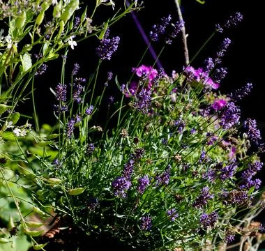 Some bright purple lavender flowers highlighted by the sun against a black Stock Photos
