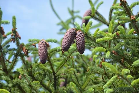 Some brown pine cones on the tree Stock Photos