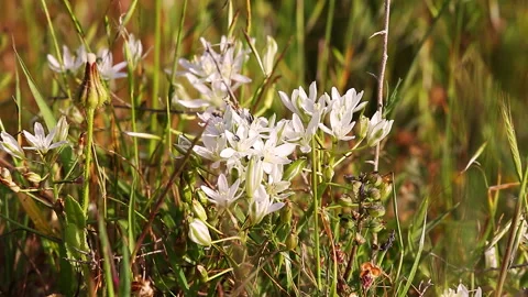 Some bugs on small white flowers Stock Footage 96598311