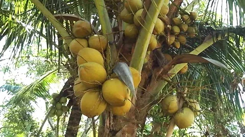 Some of bunch of yellow coconut fruit on the tree Stock-Footage 120721870