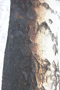 Some burnt trees, white birches in the forest after the fire that devastated it Stock Photos