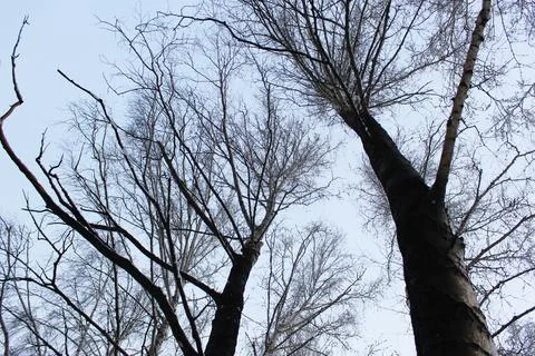 Some burnt trees, white birches in the forest after the fire that devastated it Stock Photos