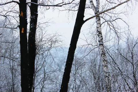 Some burnt trees, white birches in the forest after the fire that devastated it Stock Photos