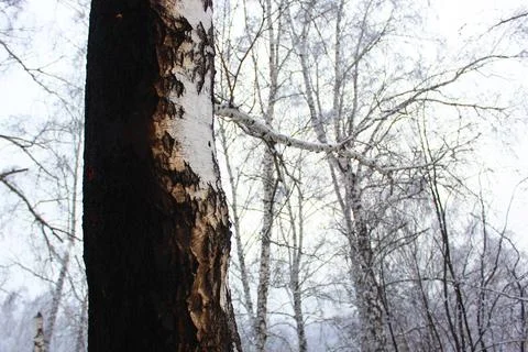 Some burnt trees, white birches in the forest after the fire that devastated it Stock Photos