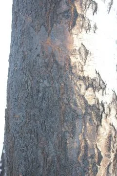 Some burnt trees, white birches in the forest after the fire that devastated it Stock Photos