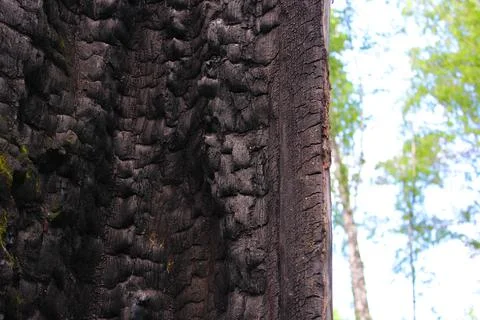 Some burnt trees, white birches in the forest after the fire that devastated it Stock Photos