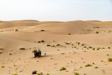 Some bushes in the desert Stock Photos
