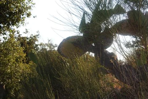 Some Cacti on a Mountain Foto stock