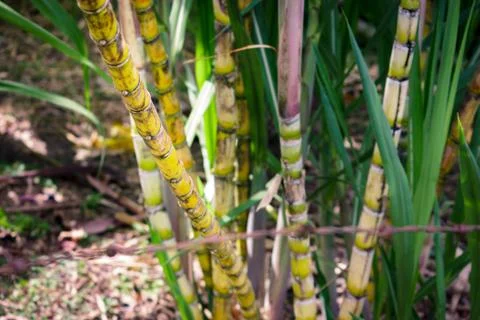 Some cane sticks Stock Photos