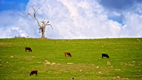 Some cattle and a lonely tree Stock Photos