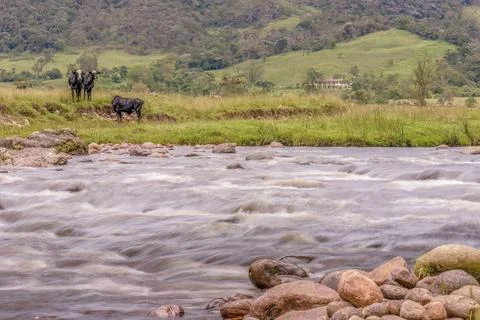 Some cattle grazing by the side of the El Valle river, long exposure image ca Stock Photos