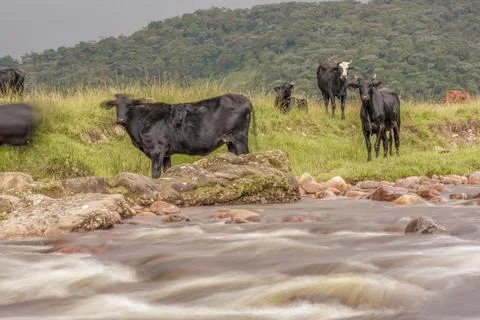 Some cattle grazing by the side of the El Valle river, long exposure image ca Stock-Fotos