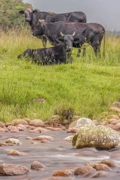 Some cattle grazing by the side of the El Valle river, long exposure image ca Stock-Fotos