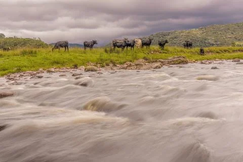 Some cattle grazing by the side of the El Valle river, long exposure image ca Stock Photos