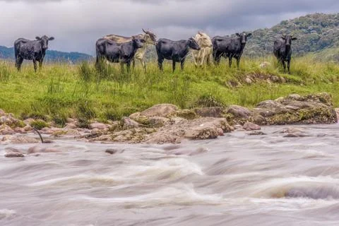 Some cattle grazing by the side of the El Valle river, long exposure image ca Foto stock